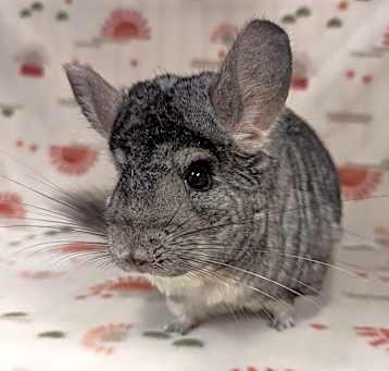 Photo of Carnation