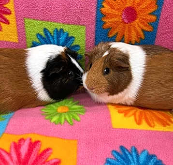 Photo of Gracie & Gloria
