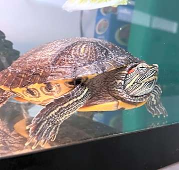 Photo of Ms. Turtle