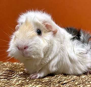 Photo of SCOOP