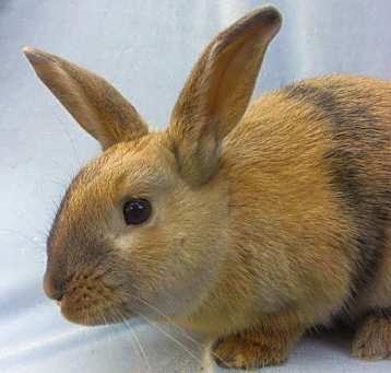 Photo of SANDY