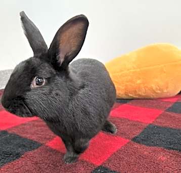 Photo of Turbo