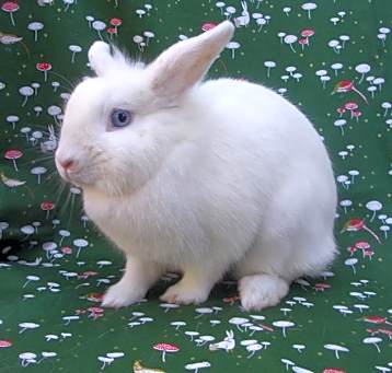 Photo of STARLIGHT