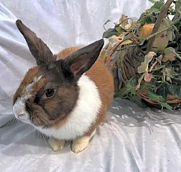 Photo of Nuddle