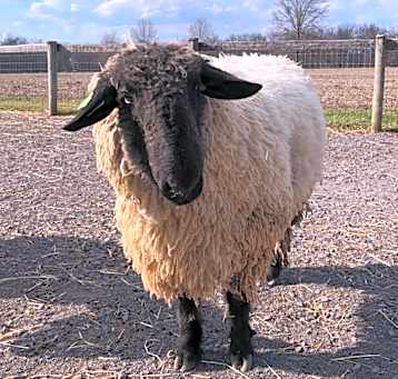 Photo of Sammy 
