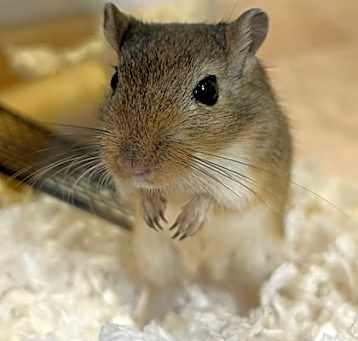 Photo of Sandy