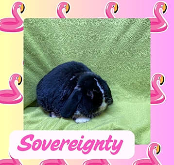 Photo of Sovereignty