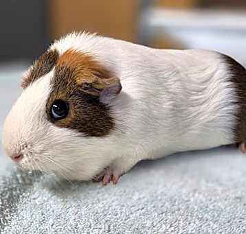 Photo of Jinx