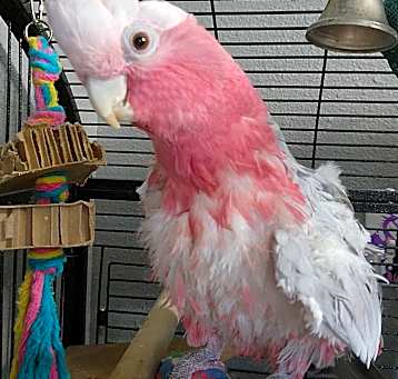 Photo of Sophia12 YO Rose- Breasted