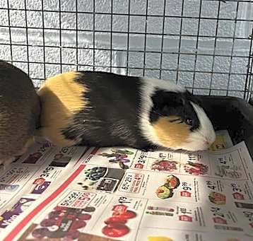 Photo of SOPHIE
