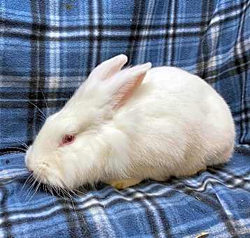 Photo of Sequoia