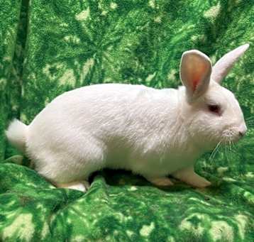 Photo of Hickory