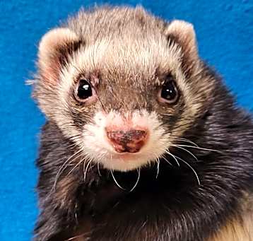 Photo of Samson