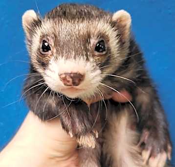 Photo of Oreo