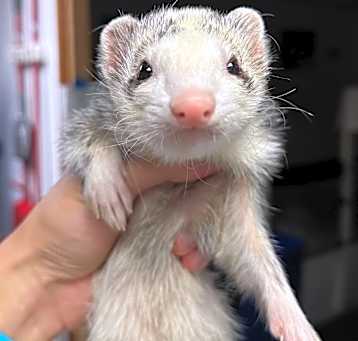 Photo of Toby