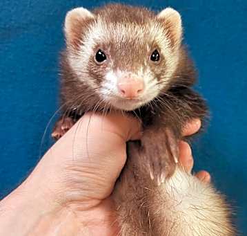 Photo of Pipsqueak