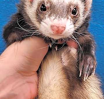 Photo of Oso