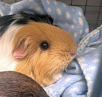 Photo of COOKIE
