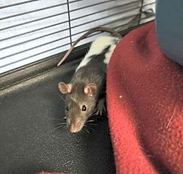 Photo of Daisy
