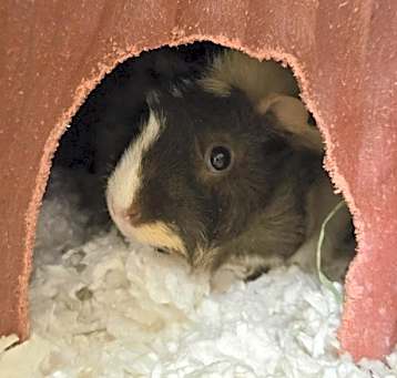 Photo of Nala