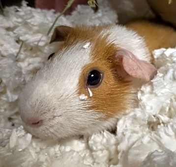 Photo of Squeak