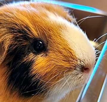 Photo of Charlie