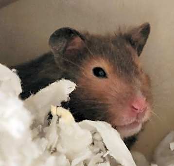 Photo of KIWI