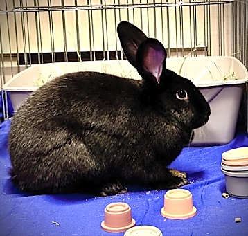 Photo of Magnus The Magnificent