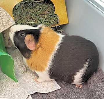 Photo of Meatball