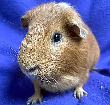 Photo of Stanley