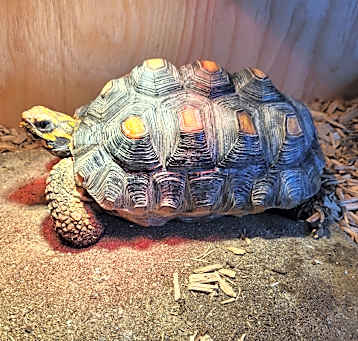 Photo of Tiny