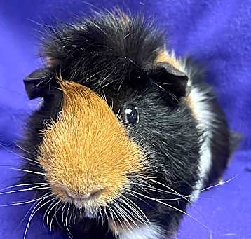 Photo of Miles