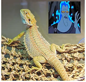 Photo of Hades