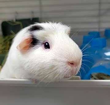 Photo of Frosty