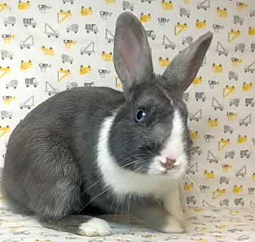 Photo of Guthrie