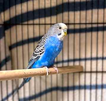 Photo of Bluebell (Special Wings)