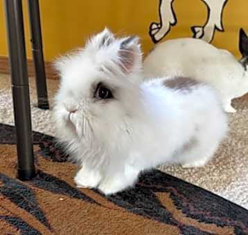 Photo of Cardi