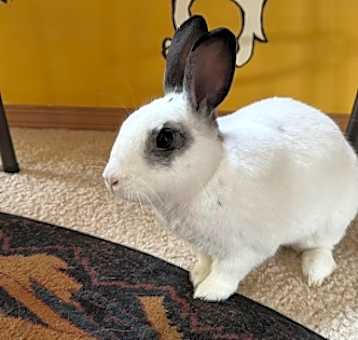Photo of Boshi