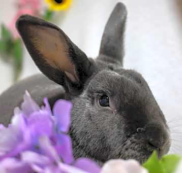 Photo of Friday (bonded to Frida)