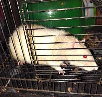 Photo of Stewie