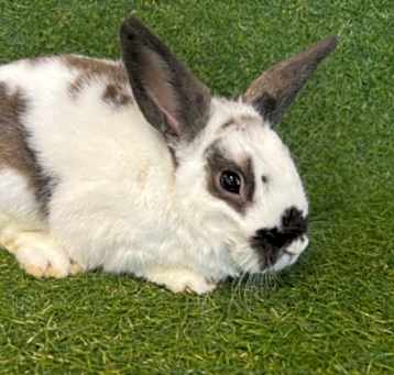 Photo of COOKIE