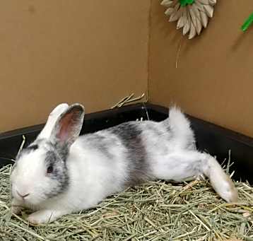 Photo of Doppler