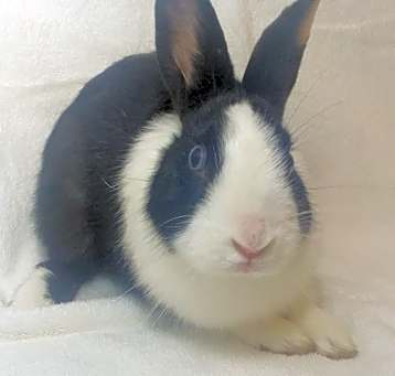Photo of Checkers