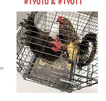 Photo of Roosters