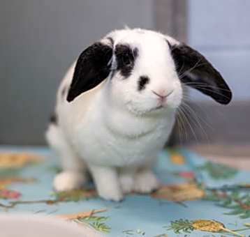 Photo of Vee - Kitchener