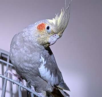 Photo of Peanut