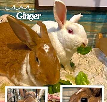 Photo of Ginger