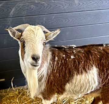 Photo of DEACON