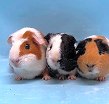 Photo of Peanut