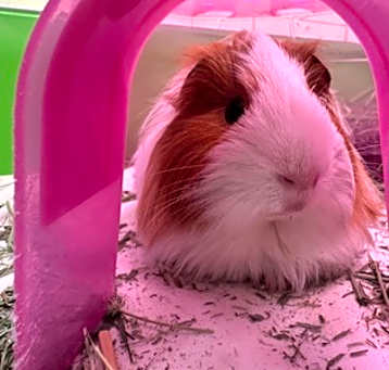 Photo of Vanilla